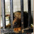 The Georgia Animal Protection Society – Beds For Homeless Dogs