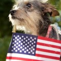 LifeLine Animal Project Honors Military Service with “Pets for Vets”