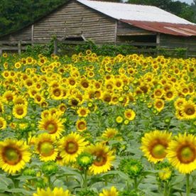 Anderson’s Sunflower Field Opens Tuesday